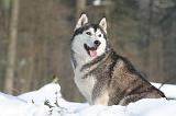 SIBERIAN HUSKY 199
